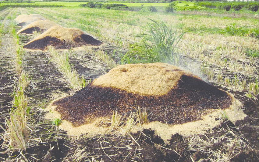 Unveiling the Potential: Burned Rice Husk Ash as a Valuable Resource